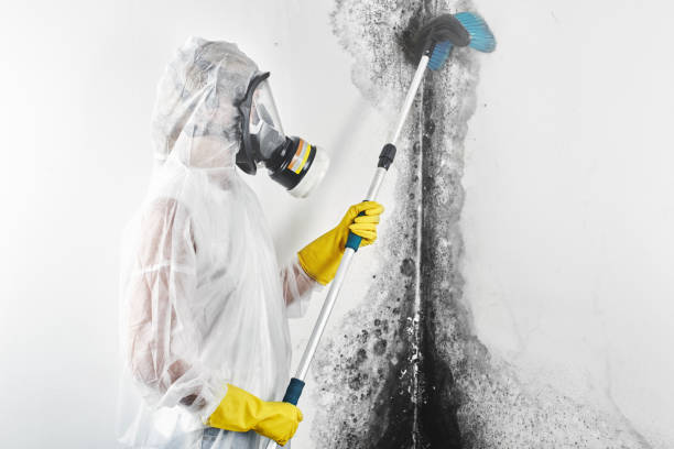 Best Water Damage & Mold Remediation  in Mishicot, WI