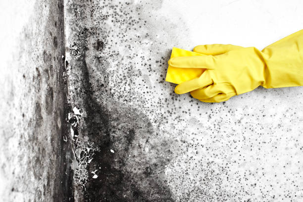 Professional Mold Removal in Mishicot, WI
