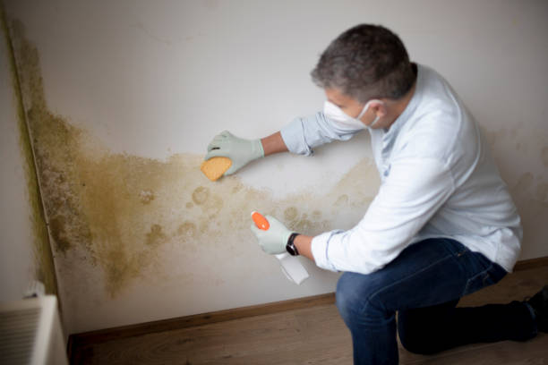 Best Comprehensive Air Testing for Mold Contaminants  in Mishicot, WI